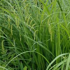Image result for Carex johnstonii