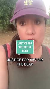 This story has really hurt my heart. We need to do better #fyp  #justiceforvictorthebear #mammothlakes #tribalcouncil #paiute #ca  #californiawildlife