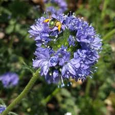 There are 369,000 flowering plant species, and 90% of them are dependent on insect pollination. Bees On Flowers In Southern California Greg Alder S Yard Posts Southern California Food Gardening
