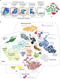 The previous assembly was dissolved on 30 july 2020. Combined Single Cell And Spatial Transcriptomics Reveal The Molecular Cellular And Spatial Bone Marrow Niche Organization Nature Cell Biology