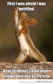 Themetapicture Com Funny Animals Funny Animal Pictures Bones Funny