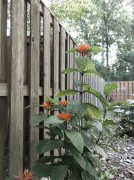 Image result for Justicia anselliana