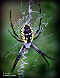 Since these orb weavers are common in lawns and gardens, yellow garden spiders may accidentally wander indoors. Macro Of Yellow Argiope Spider Spinning Her Signature Zigzag Web By Maureen Mcdonald Habitat Garden Spider Garden Pests Control