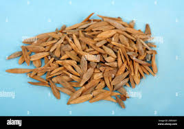 Image result for Strophanthus kombe