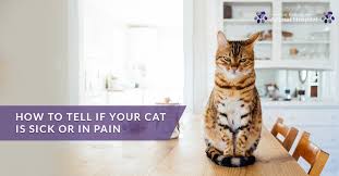 It's always shocking to me when i see an extremely sick cat, while the owner has not noticed any overt signs of illness. Charlotte Cat Care How To Tell If Your Cat Is Sick Or In Pain