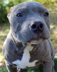 Here Is A Photo Of An Amazing Male Blue Pitbull Puppy That We Have For Sale To See Our Available Blue Pitb Pitbull Puppies Pitbull Puppies For Sale Baby Dogs
