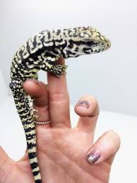 Argentine Black And White Tegu For Sale Argentine Tegu Chameleons For Sale Tegu Lizard Tegu