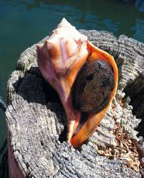 Adding aromatics is a plus like garlic or onions. The Case Of Conch Edible Cape Cod