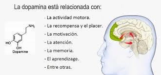 Image result for dopamina