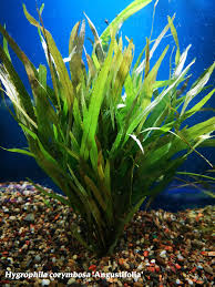 Image result for Hygrophila