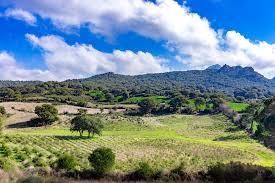 Dopo aver colto le bacche lavatele bene, mettetele in un colino e asciugatele con un canovaccio. Come Fare Il Mirto In Casa Marchese Di Gallura