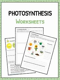 The worksheet collection takes a deep look at all the parts of the various cells. Cell Processes And Energy Photosynthesis Worksheet Answers Promotiontablecovers