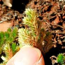 Image result for Selaginella afrorum
