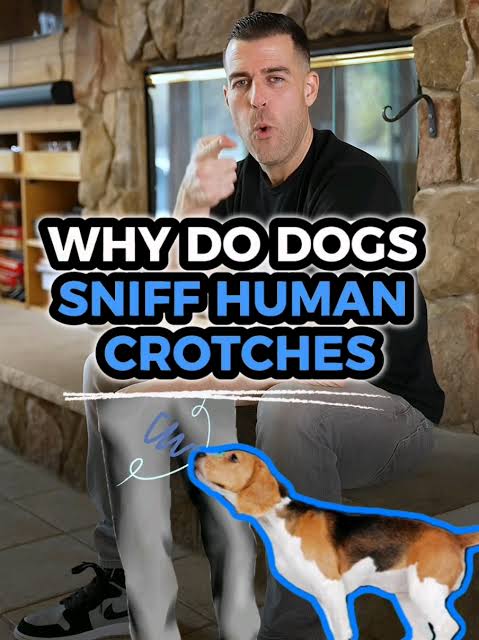 Understanding Why Dogs Sniff Human Crotches