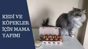 kedi ve kopekler icin 2 super mama tarifi kendin yap diy youtube