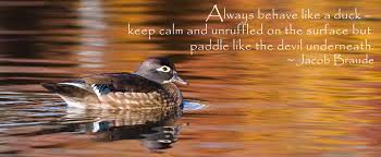 What made you want to look up (like) water off a duck's back? Quotes About Ducks 136 Quotes