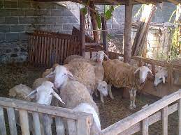 Kambing dimasukkan ke tempat umbaran pada saat kandang sedang dibersihkan. Mengubah Pola Pikir Dalam Beternak Kambing Dan Domba Bagian 2