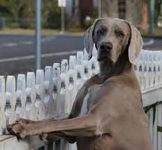 Image result for výmarský krátkosrstý ohař