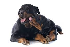 Will smith and bruno mars are both fans of this dog breed and have owned several dogs. Rottweiler Names Get 150 Ideas My Dog S Name