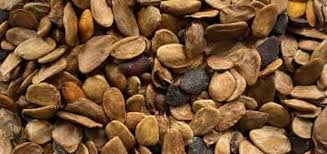 Image result for Hunteria umbellata