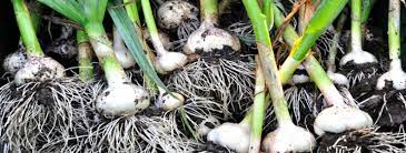 Growing Garlic Palmers Garden Centre