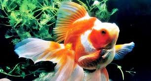 Mas Koki Koi Louhan Jual Ikan Surabaya Tamanair Net