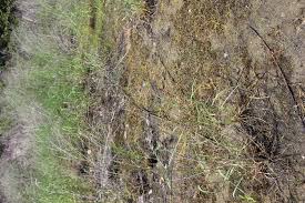 Image result for Eragrostis porosa
