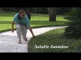 How to plant asian jasmine ground cover step 1. Asiatic Jasmine Plants Ground Cover Plants Trachelospermum Youtube