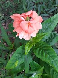 Image result for Crossandra puberula