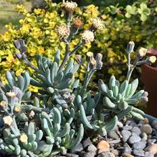 Image result for Senecio mariettae