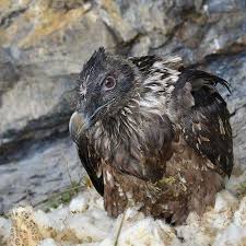 This page was last edited on 31 january 2021, at 09:53. Bartgeier