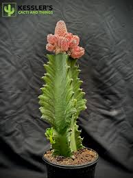 Image result for Stolzia kalkhof-roseae