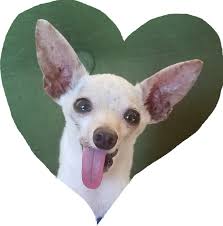 Click to view other data about this site. Pets For Adoption At Animal Alliance Of San Diego In Santee Ca Petfinder