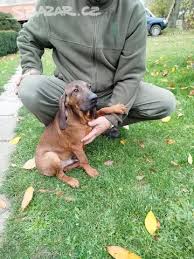 Image result for bavorský barvář