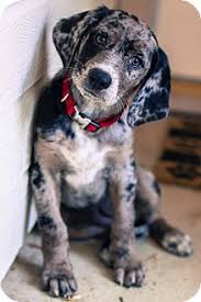 Black And Tan Plott Hound Lab Mix Pin By Breanna Leonard On Home Is Where The Heart Is Puppies Bluetick Coonhound Leopard Dog