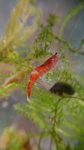 Your sense of smell is your best tool in detecting signs of bad shrimp early. What S Killing My Shrimp Betta Bad Molting Shrimptank