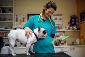 We take pride in providing modern medical and surgical services for your pets. Pin On Pup Info