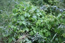 Image result for Dioscorea dregeana