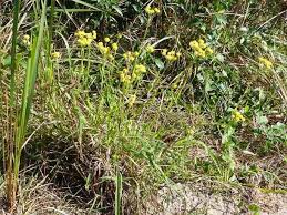Image result for Helichrysum longifolium