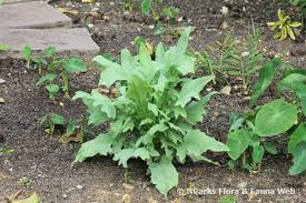 Image result for Lactuca indica