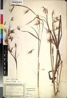 Image result for Hyparrhenia nyassae