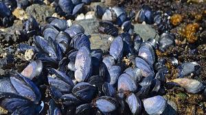 Image result for Amnesic Shellfish Poisoning