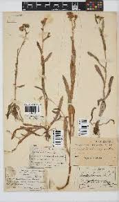 Image result for Denekia