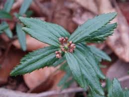 Image result for Clutia paxii