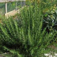 Check spelling or type a new query. Rosemary Plant Rosmarinus Officinalis