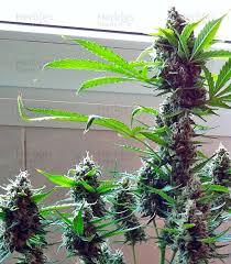 We did not find results for: Northern Lights X Big Bud Ryder Auto World Of Seeds Cannabis Samen Zu Verkaufen Herbies Seeds