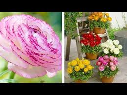 Buttercup is an easy flower to grow. How To Plant Ranunculus Summer Garden Guide Youtube