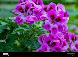 Image result for Pelargonium graveolens