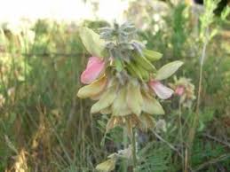 Image result for Tephrosia praecana