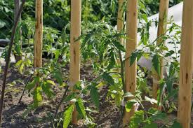 We did not find results for: How To Plant Grow And Harvest Tomatoes